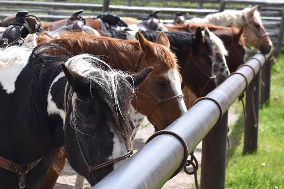 Horsemanship Clinics at Red Rock Ranch