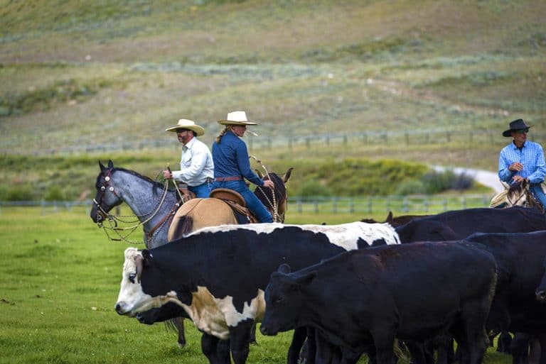 Ranch jobs in jackson hole wyoming