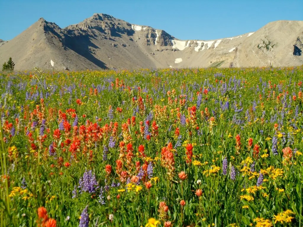 wildflowers 2020 year in review