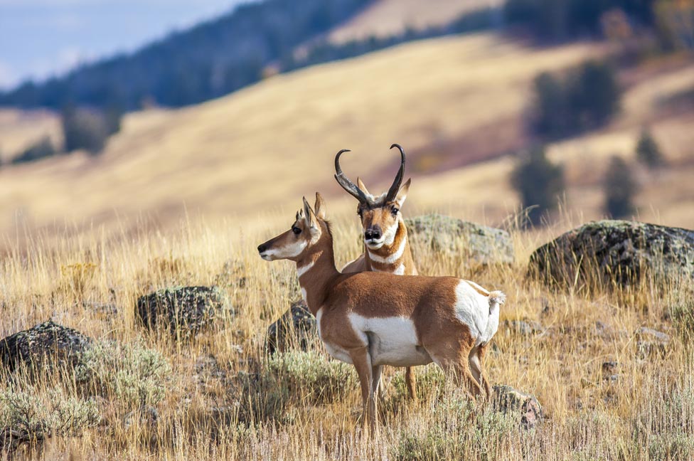Wyoming Conservation Pronghorn