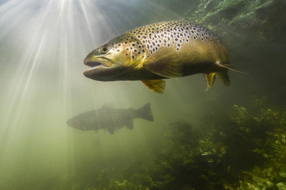 Wyoming Conservation Trout Streams