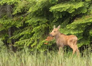 Spring at the Ranch - Moose, Calf