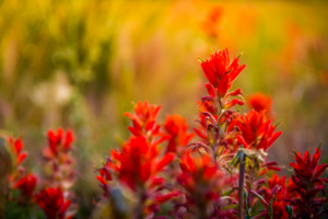 Dude Ranch, Jackson Hole - wildflowers