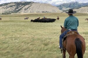 Martin Black Horsemanship and Stockmanship Clinic 2022