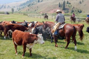 Martin Black Horsemanship and Stockmanship Clinic 2022