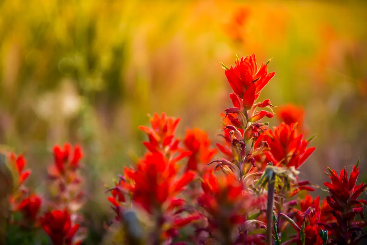 Wildflowers, Wildlife & the Start of Summer at Red Rock Ranch